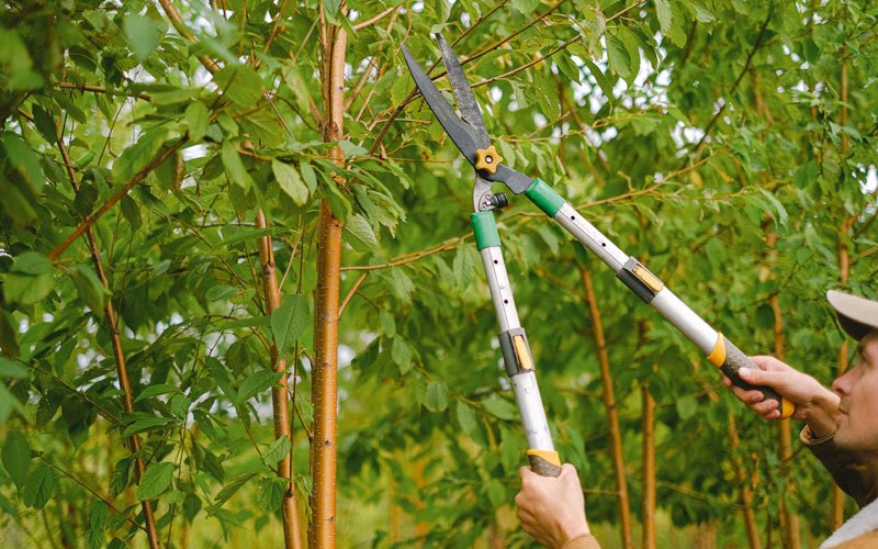 Tree trimming in Nanjemoy, MD