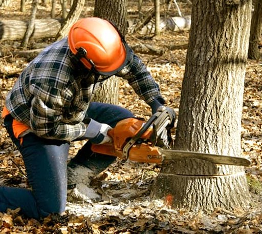Tree Removal in Nanjemoy, MD